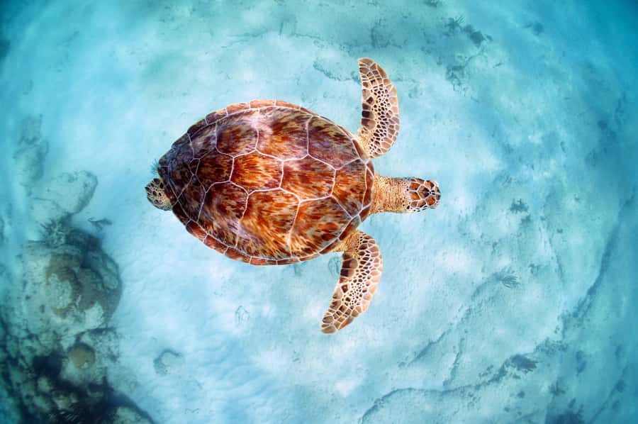 From Cancun: Day Trip to Tulum and Mariposa Cenote - Cancun to Tulum and Mariposa: what the 10-hour day actually feels like