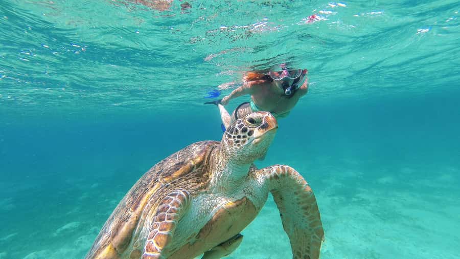 From Cancun: Day Trip to Tulum and Mariposa Cenote - Value check: is it worth it beyond the $40 headline?