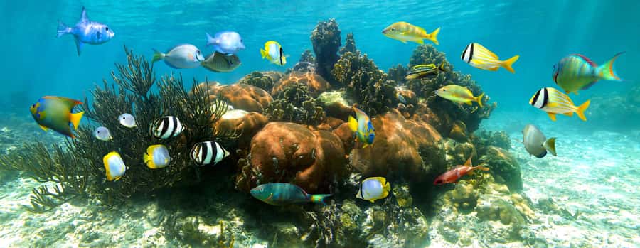 From Cancun: Day Trip to Tulum and Mariposa Cenote - Tulum ruins at eye level: guided 2-hour walk with real context