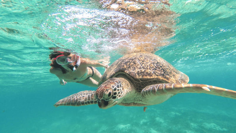 From Cancun: Tulum and Akumal Cenote and Turtle Swim Tour - Akumal Beach turtle swim: how to get the most out of the snorkeling hour