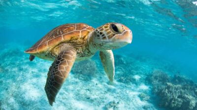 From Riviera Maya: Tulum, Cenote, & Akumal Turtle Swim Trip - Tulum guided tour: what you’ll learn with a real guide