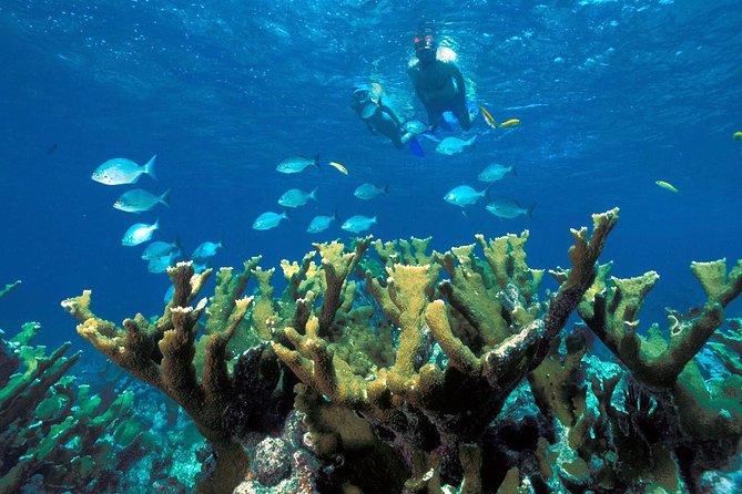 Guided Tour of Puerto Morelos Reefs with Snorkeling Experience - Price and budgeting: what $44.25 really turns into