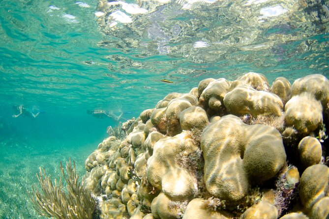 Guided Tour of Puerto Morelos Reefs with Snorkeling Experience - Who this snorkel tour suits best