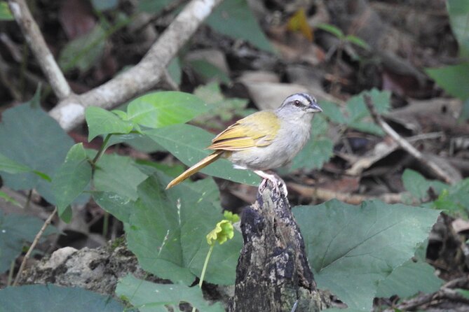 Half-Day Birdwatching Puerto Morelos - Key highlights to notice before you go