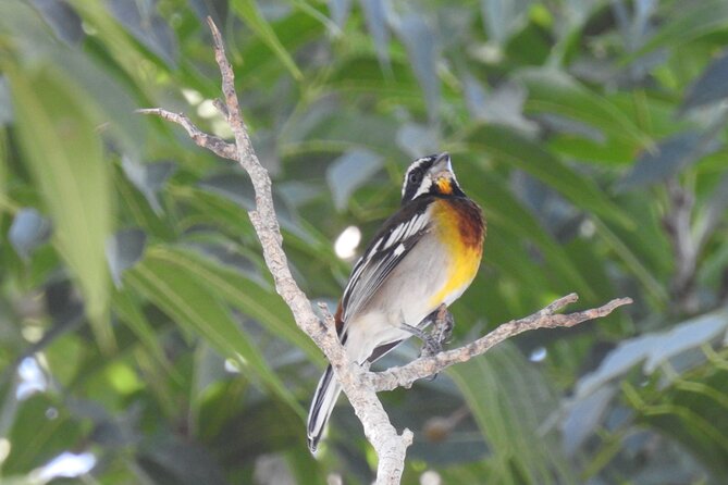 Half-Day Birdwatching Puerto Morelos - A 6:00 am start in Puerto Morelos for real bird time