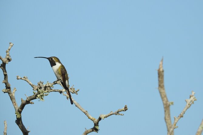 Half-Day Birdwatching Puerto Morelos - Guide support that makes ID easier (including post-walk photos)