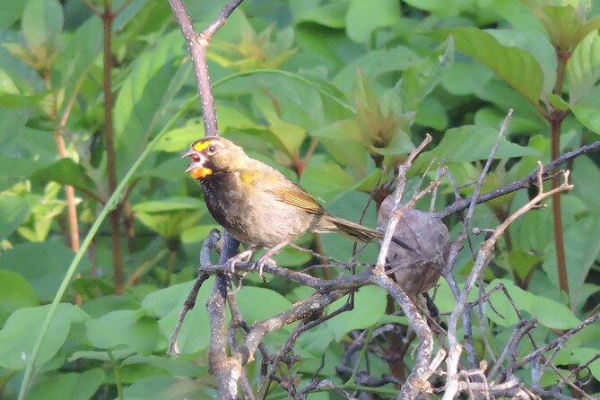 Half-Day Birdwatching Puerto Morelos - Meeting like-minded birders in a max-6 group