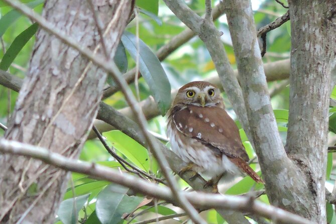 Half-Day Birdwatching Puerto Morelos - Pacing, timing, and what 6 hours really means