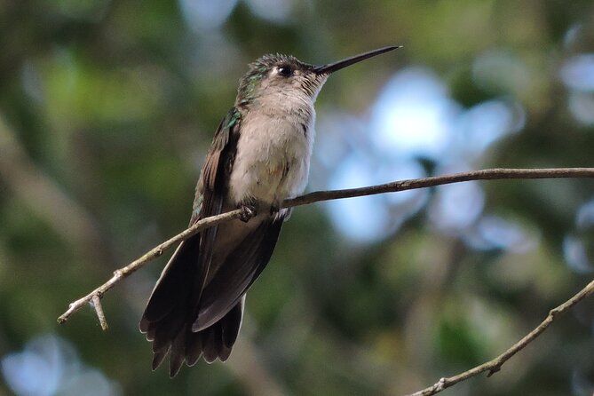 Half-Day Birdwatching Puerto Morelos - Price and value: is $135 worth it?