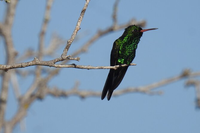 Half-Day Birdwatching Puerto Morelos - Getting there: the simple start and the no-pickup reality