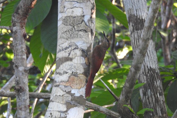 Half-Day Birdwatching Puerto Morelos - Ruta de los Cenotes: walking the habitat, not just staring at trees