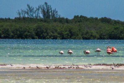 Holbox Island Tour departure from Cancun - Pickup at Smart Cancun: starting at 7:30 and staying together