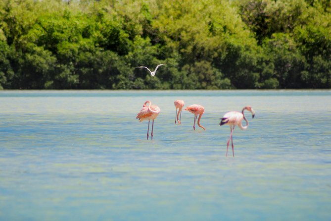 Holbox Island Tour from Cancun - Price and value: what $110 buys you (and what costs extra)