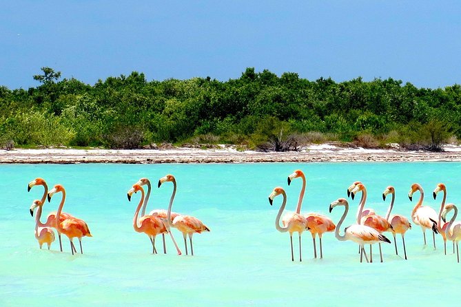 Holbox plus Island Magic by boat Tour from Cancun - From Cancun to Chiquilá: 6:30 am start and getting to the boat