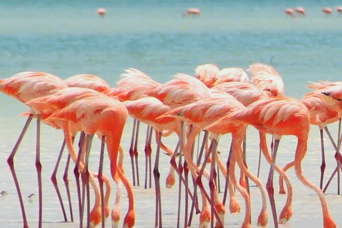 Holbox plus Island Magic by boat Tour from Cancun - Holbox Island time: colorful streets and practical exploring