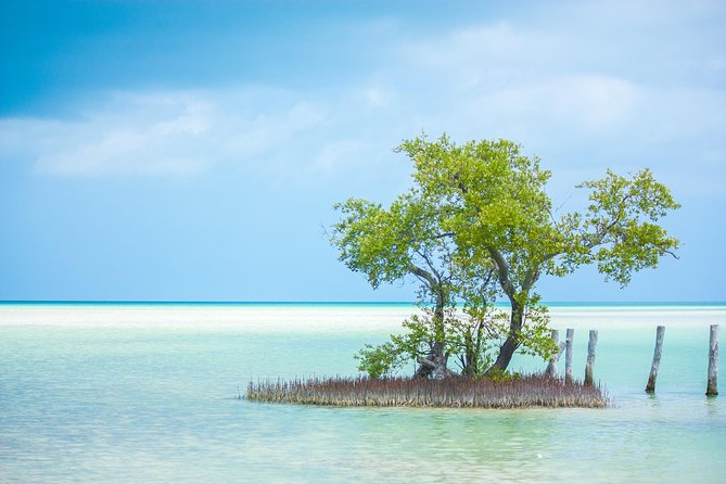 Holbox tour from Cancun and Riviera Maya - Isla Pasion for Birds: A Quiet Island Break From the Road