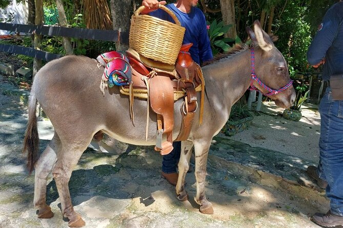 Horseback Riding Tour at Rancho Bonanza and Cenote Swim - Rescue animals and safety that feels real