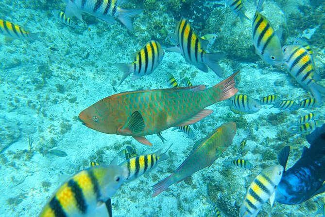 Isla Mujeres Basic Tour in Catamaran with Snorkel and Open Bar - Getting to Playa Tortugas and finding the boat without stress