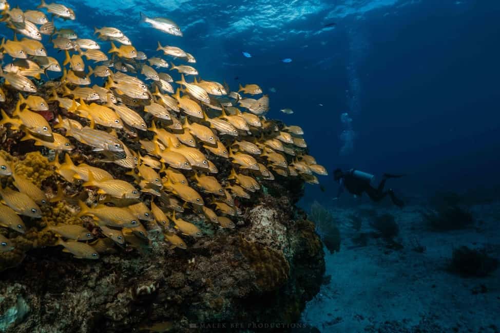 Isla Mujeres - MUSA and the Manchones Reef - Snorkel - Gear, Lifejackets, and the Rules That Keep the Reef Protected