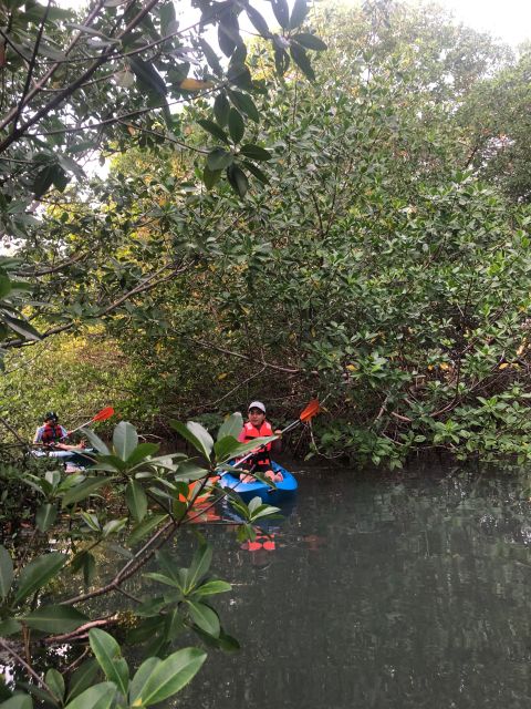 Kayak Tour in Cancun with Photos included - Wildlife spotting: what you might see from the water