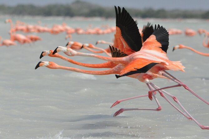 Las Coloradas and Rio Lagartos Tour with All Inclusive - Price value: What $115 covers, and what fees can add up