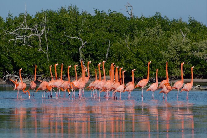Las Coloradas and Rio Lagartos Tour with All Inclusive - Who should book this tour—and who should think twice