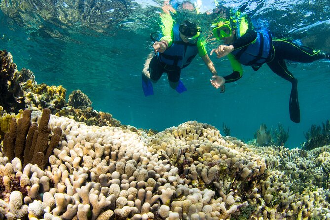 Mangrove Jungle Speedboat Experience - Mayan Coral Reef / Punta Nizuc snorkeling: what you’ll do and how to prepare