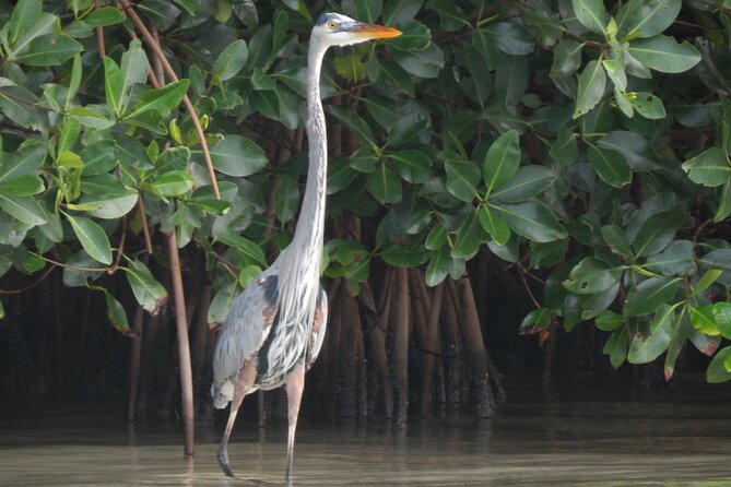 Nichupte Lagoon Wildlife Tour - Why Nichupté Lagoon at Sunset Is Such a Good Choice in Cancun