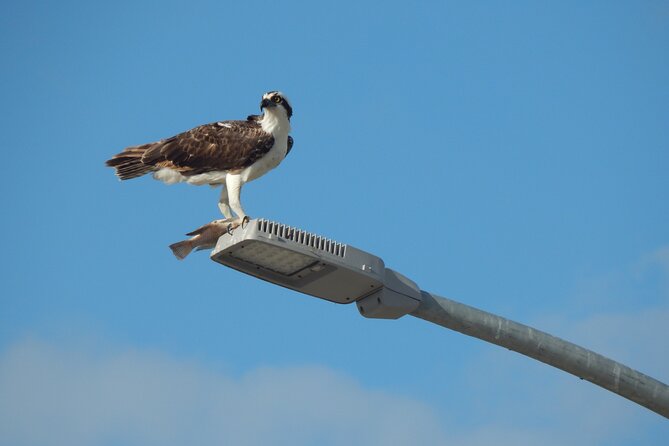 Nichupte Lagoon Wildlife Tour - Wildlife Focus: The Lagoon’s Birds, Iguanas, and Crocodiles
