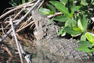 Nichupte Lagoon Wildlife Tour - Meeting Point at SEMARNAT Blvd Kukulkan: Logistical Details That Matter