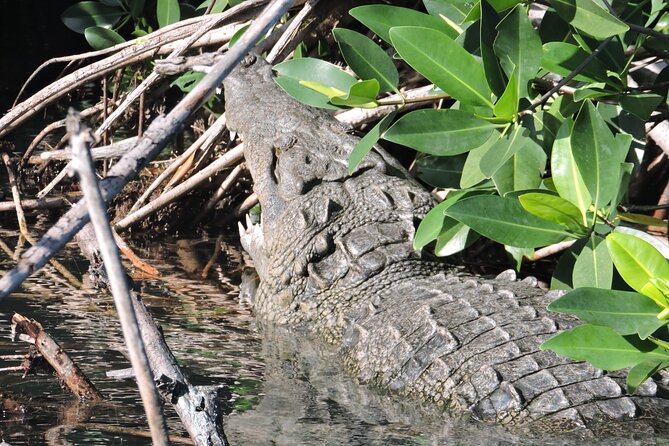 Nichupte Lagoon Wildlife Tour - Meeting Point at SEMARNAT Blvd Kukulkan: Logistical Details That Matter