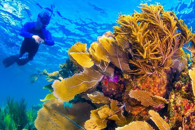 Nizuc Reef Snorkel Experience - From Aquaworld Marina through Nichupte Lagoon’s mangroves