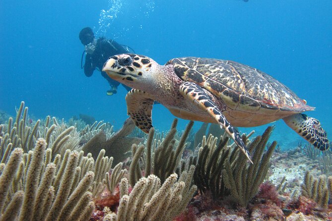 PADI Open Water Diving Certification Course Activity - First morning at Coconut Divers: an 8:00 start that makes sense