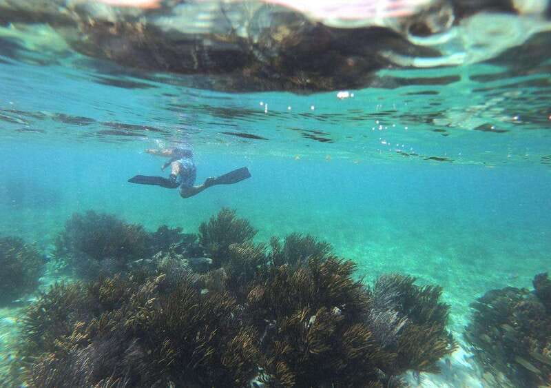 Puerto Morelos: Snorkel in Coral Reef with transportation - Who should book this snorkel tour (and who should think twice)