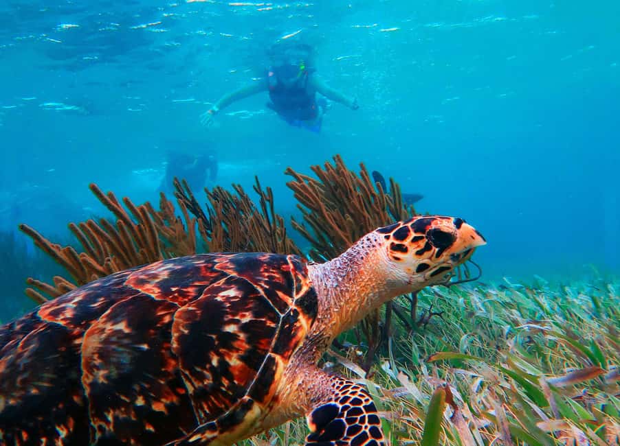 Puerto Morelos: Snorkel, Town Walk, Tequila & Beach Lunch - Price and logistics: how the $39 turns into your real day cost