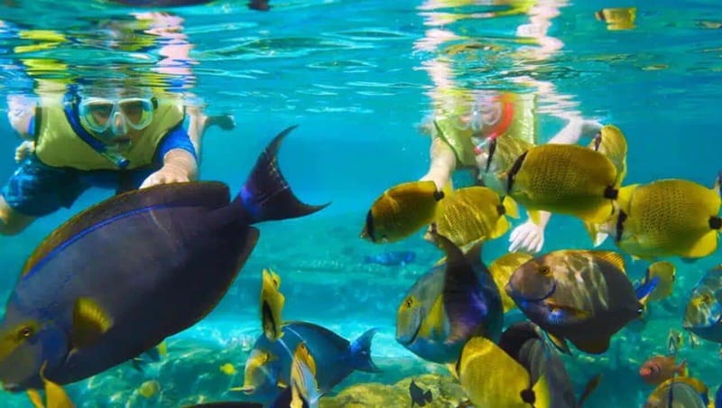 Puerto Morelos: Snorkeling at The National Reef Park - Key things to know before you snorkel Puerto Morelos