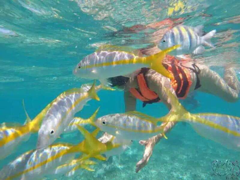 Puerto Morelos: Snorkeling at The National Reef Park - Boat transfer 500 meters offshore: why that short ride matters