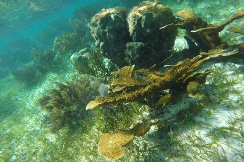 Puerto Morelos: Snorkeling Guided Activity - Equipment and comfort: the difference between fun and frustrating