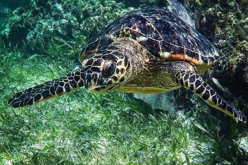 Puerto Morelos: Snorkeling Guided Activity - Who this tour is best for