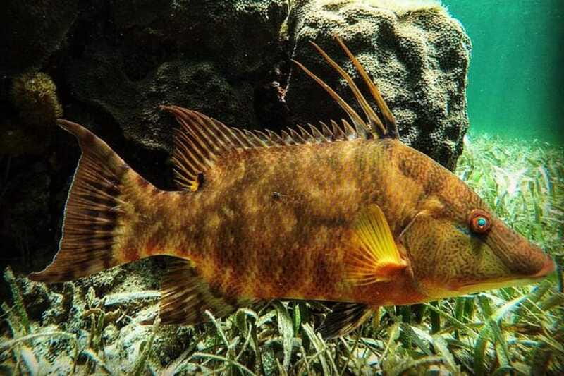 Puerto Morelos: Snorkeling Guided Activity - Small-group reality: why 10 people feels better