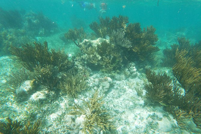 Reef Snorkel, underwater adventure in Puerto Morelos With Transportation & Lunch - Gear, guides, and how the snorkeling portion works