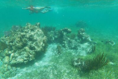 Reef Snorkel, underwater adventure in Puerto Morelos With Transportation & Lunch - Getting to Puerto Morelos: shared transfers and timing that won’t waste your day