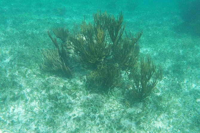 Reef Snorkel, underwater adventure in Puerto Morelos With Transportation & Lunch - Lunch in Puerto Morelos: snacks, taco-style food, and a tequila moment