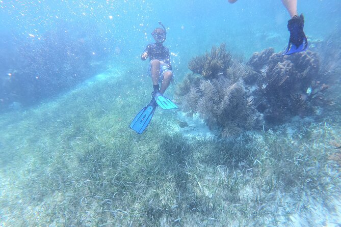 Reef Snorkel, underwater adventure in Puerto Morelos With Transportation & Lunch - The photo and video surprise to take seriously
