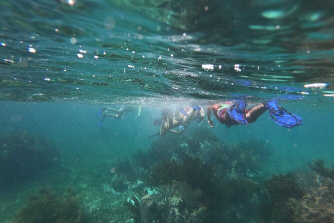 Reef Snorkel, underwater adventure in Puerto Morelos With Transportation & Lunch - Price reality check: $44.25 plus a port tax