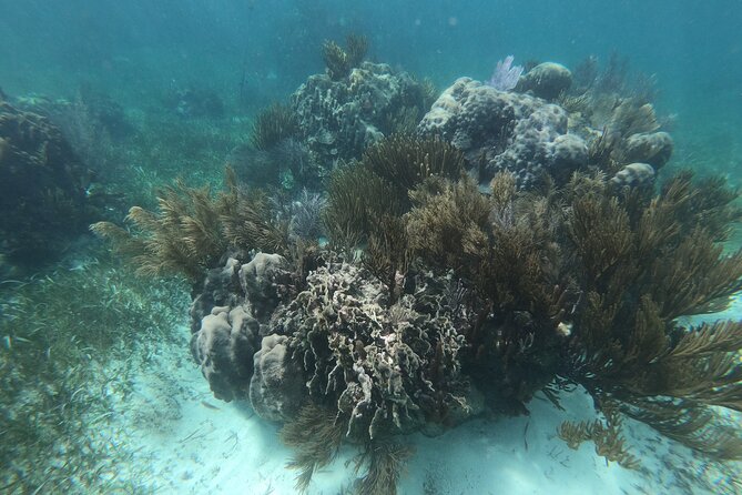 Reef Snorkel, underwater adventure in Puerto Morelos With Transportation & Lunch - What this tour feels like for different types of travelers