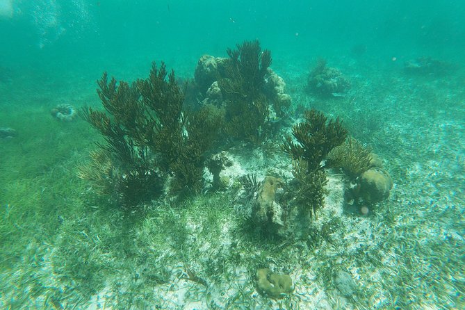 Reef Snorkeling with ATV, Zipline, Cenote that includes lunch and transportation - La Ruta de los Cenotes: platform jumps and one hour in the water