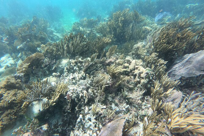 Reef Snorkeling with ATV, Zipline, Cenote that includes lunch and transportation - Puerto Morelos in between: a short center stroll