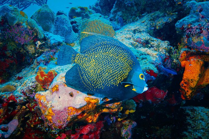 Riviera Maya Snorkeling Adventure: Lagoon, Cenotes Open & Cavern - Tips to Make Your Day Smoother