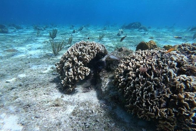 Snorkel Adventure at Cozumel! Transportation from Cancun & Playa Del Carmen - Where you meet: Cancun, Playa del Carmen, and the Tulum workaround